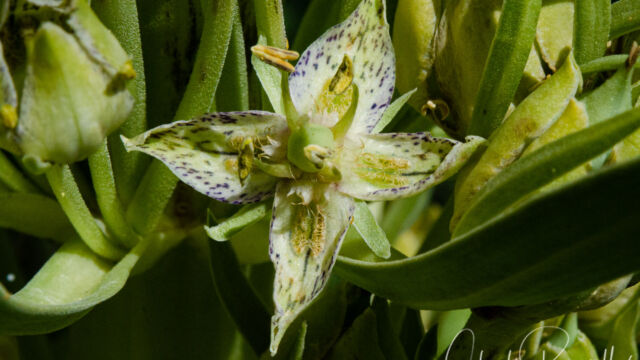 Frasera speciosa Monument plant, Frasera speciosa