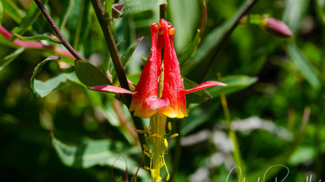 Aquilegia formosa Crimson columbine, Aquilegia formosa