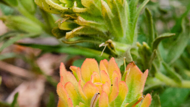 Castilleja applegatei ssp. pallida Wavyleaf indian paintbrush, Castilleja applegatei ssp. pallida