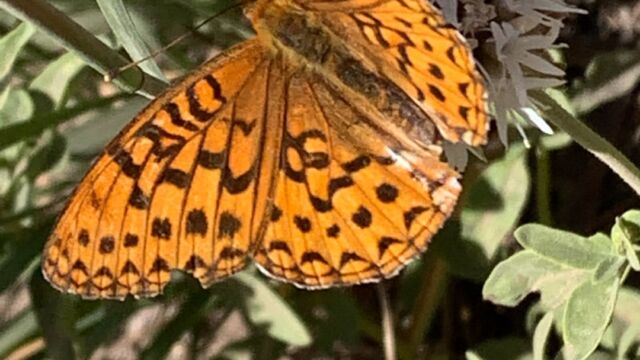 Speyeria spp. Greater Fritillaries, Speyeria spp.