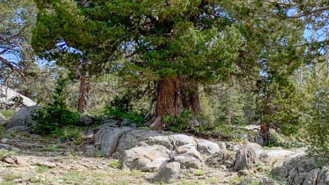 Juniperus grandis Sierra juniper, Juniperus grandis