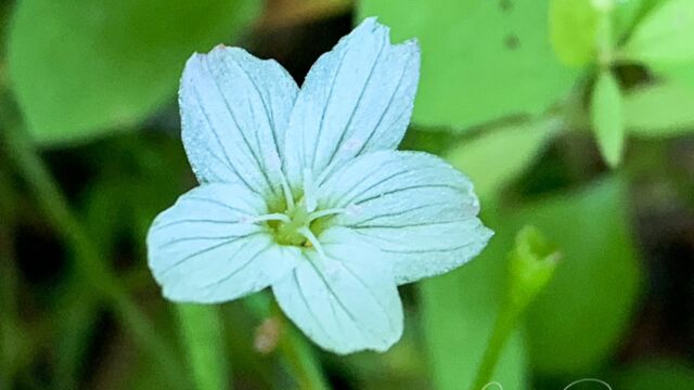 Montia chamissoi Toad Lily, Montia chamissoi