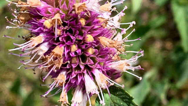 Agastache urticifolia Horse mint, Agastache urticifolia
