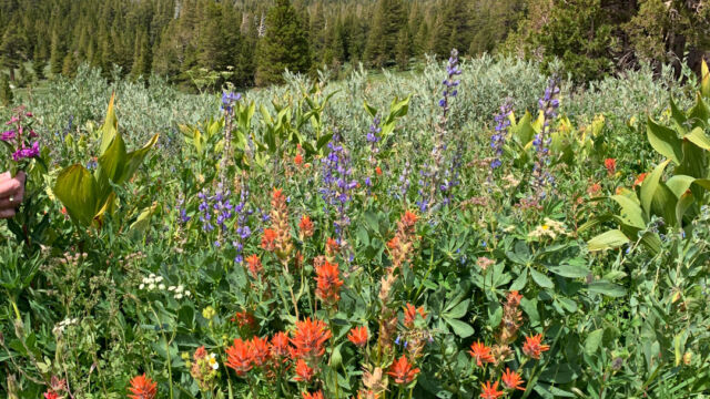 The garden, towards Caples Lake. Even late in the season there is a wealth of wildflowers The garden