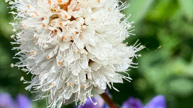 Bistorta bistortoides American bistort, Bistorta bistortoides