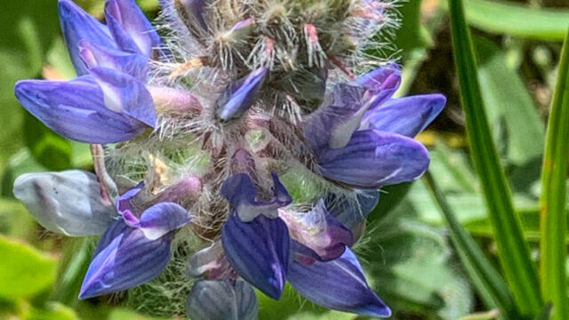 Lupinus lepidus var. lobbii Lobb's lupine, Lupinus lepidus var. lobbii