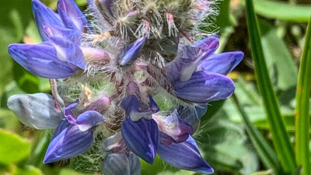 Lupinus lepidus var. lobbii Lobb's lupine, Lupinus lepidus var. lobbii