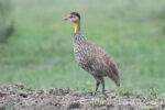 Yellow-necked Francolin, Pternistis leucoscepus