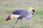 East African Crowned Crane, Balearica regulorum ssp. gibbericeps