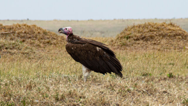 Torgos tracheliotos Lappet-faced vulture, Torgos tracheliotos