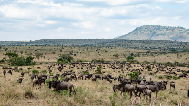 A typical view of the savannah in this area, with Wildebeest (and some zebras). Very dry this year. Rolling hills with scattered trees A typical view of the savannah in this area, with Wildebeest (and some zebras). Very dry this year. Rolling hills with scattered trees