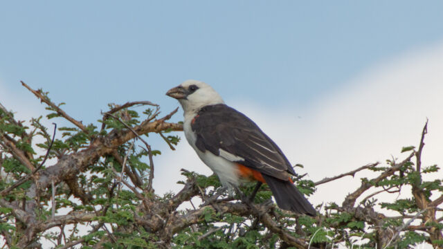 Dinemellia dinemelli White-headed Buffalo-Weaver, Dinemellia dinemelli