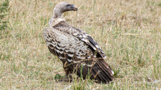 Gyps rueppelli Rüppell's griffon vulture, Gyps rueppelli
