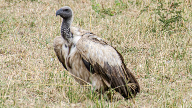 Gyps africanus White-backed vulture, Gyps africanus