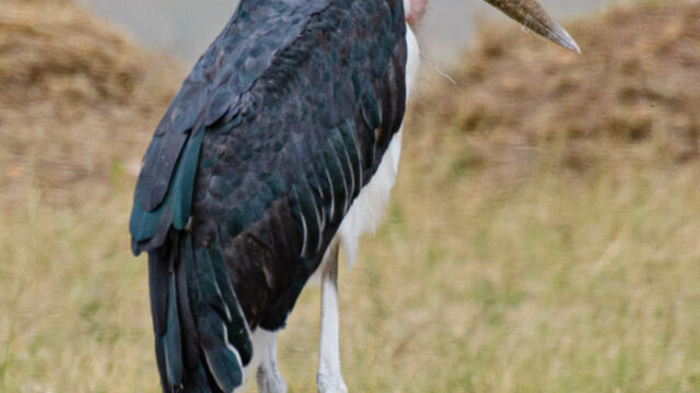 Leptoptilos crumenifer Marabou, Leptoptilos crumenifer