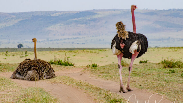 Struthio camelus massaicus. Note the pink legs Masai ostrich, Struthio camelus massaicus. Note the pink legs