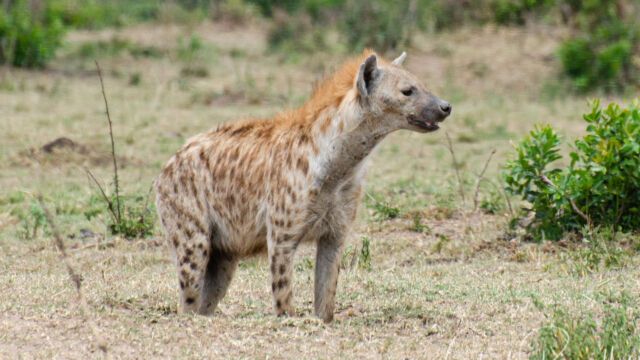 Crocuta crocuta Spotted Hyena, Crocuta crocuta