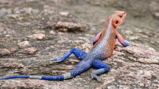 Agama mwanzae.  Male (female is dull gray/brown) Mwanza Flat-headed Rock Agama, Agama mwanzae. Male (female is dull gray/brown)