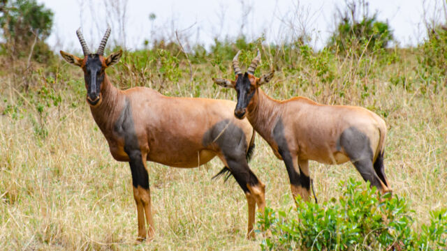 Damaliscus lunatus ssp. jimela Topi, Damaliscus lunatus ssp. jimela