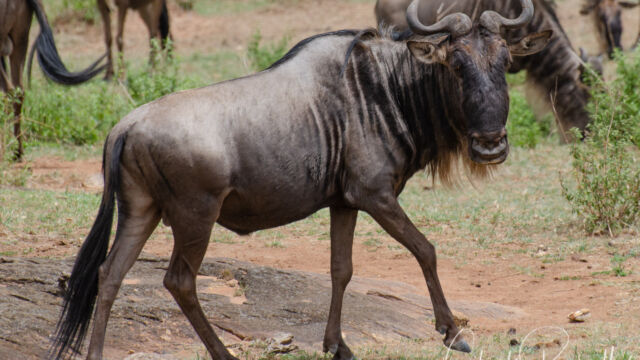 Connochaetes taurinus ssp. mearnsi Western White-bearded Wildebeest, Connochaetes taurinus ssp. mearnsi