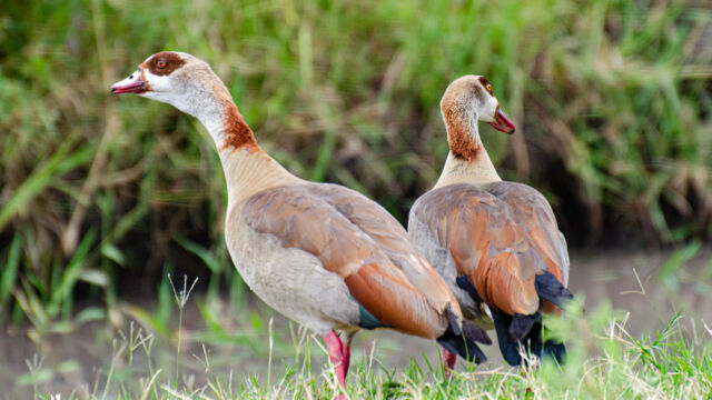 Alopochen aegyptiaca Egyptian Goose, Alopochen aegyptiaca
