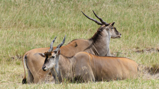 Tragelaphus oryx. Standing in a salt lick Eland, Tragelaphus oryx. Standing in a salt lick