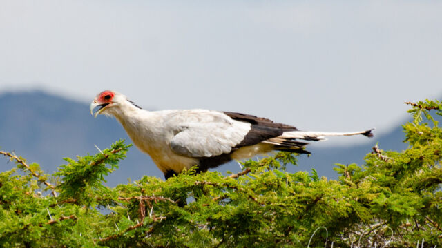 Sagittarius serpentarius. In a tree top, eating a snake (which you can't see) Secretarybird, Sagittarius serpentarius. In a tree top, eating a snake (which you can't see)