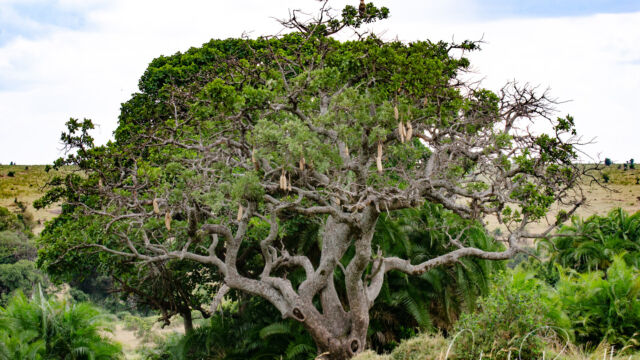 Kigelia africana. Not really edible, but can be fermented and is used in Maasai ceremonies. Sausage Tree, Kigelia africana. Not really edible