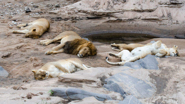 Panthera leo ssp. melanochaita. Lazing about after a good meal Southern Lion, Panthera leo ssp. melanochaita. Lazing about after a good meal