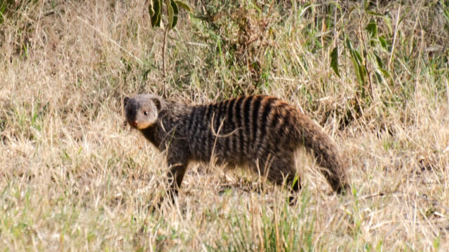 Mungos mungo. Always travels in groups. Banded Mongoose, Mungos mungo. Always travels in groups.