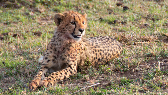 Acinonyx jubatus ssp. jubatus. Cub, possibly 4 months old? Southern and Eastern African Cheetah, Acinonyx jubatus ssp. jubatus. Cub, possibly 4 months old?