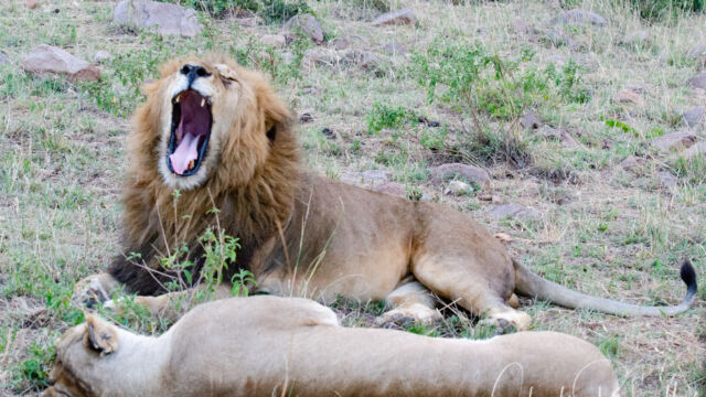 Southern lion, Panthera leo ssp. melanochaita. Mating pair. Black Rock pride. It was a long night... Panthera leo ssp. melanochaita. Mating pair. Black Rock pride. It was a long night...