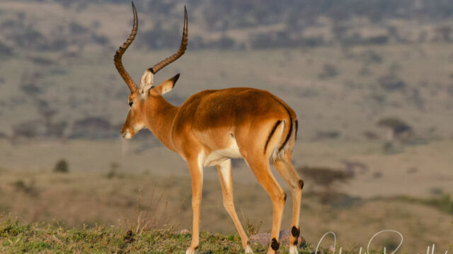 Aepyceros melampus. Male. Note the distinctive "M" marking on the rump Impala, Aepyceros melampus. Male. Note the distinctive "M" marking on the rump