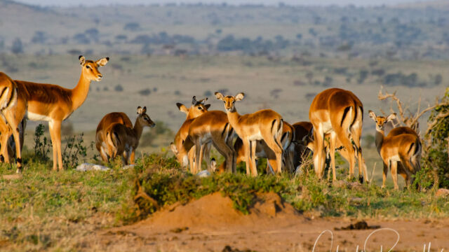 Aepyceros melampus. Females and juveniles, a harem guarded by the buck Impala, Aepyceros melampus. Females and juveniles, a harem guarded by the buck