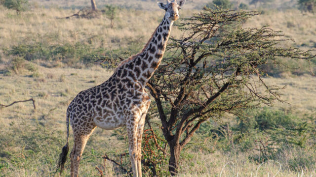 Giraffa camelopardalis ssp. tippelskirchi Maasai Giraffe, Giraffa camelopardalis ssp. tippelskirchi