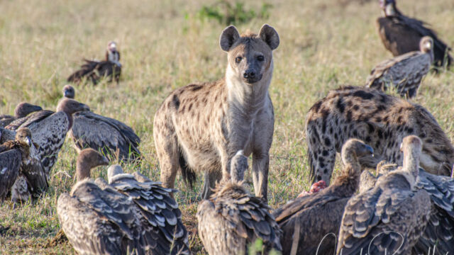 Crocuta crocuta, with a collection of vultures Spotted Hyena, Crocuta crocuta
