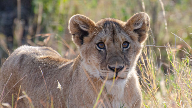 Panthera leo ssp. melanochaita. Youngster Southern Lion, Panthera leo ssp. melanochaita. Youngster
