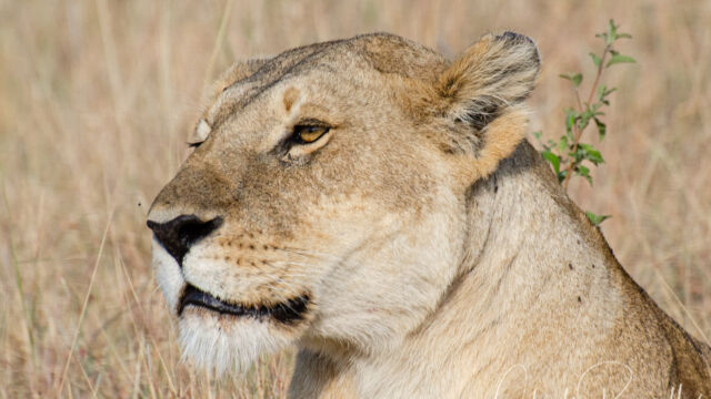 Panthera leo ssp. melanochaita (female adult) Southern Lion, Panthera leo ssp. melanochaita
