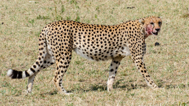 Acinonyx jubatus ssp. jubatus, with a full belly Southern and Eastern African Cheetah, Acinonyx jubatus ssp. jubatus, with a full belly
