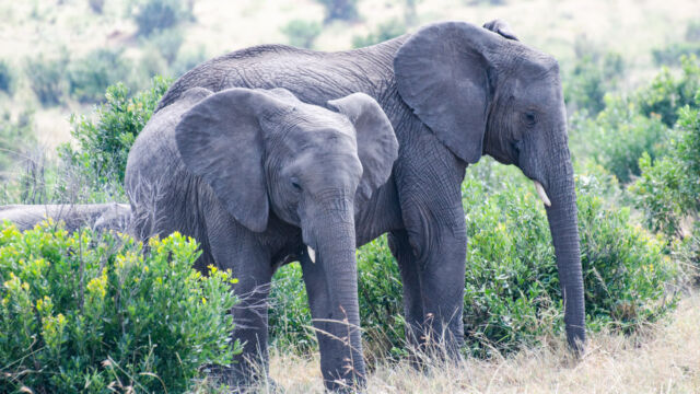 Loxodonta africana African Bush Elephant, Loxodonta africana