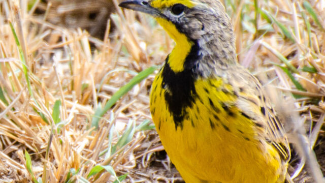 Macronyx croceus Yellow-throated Longclaw, Macronyx croceus