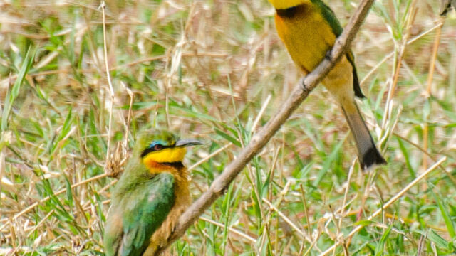 Merops pusillus Little Bee-Eater, Merops pusillus