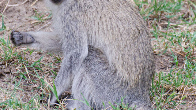 Chlorocebus pygerythrus ssp. hilgerti Hilgert's Vervet Monkey, Chlorocebus pygerythrus ssp. hilgerti