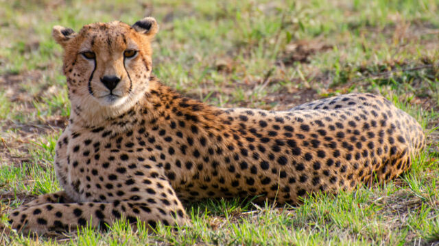 Acinonyx jubatus ssp. jubatus. Mother of the three cubs Southern and Eastern African Cheetah, Acinonyx jubatus ssp. jubatus. Mother of the three cubs