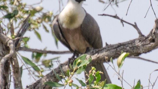 Corythaixoides personatus Bare-faced go-away-bird, Corythaixoides personatus