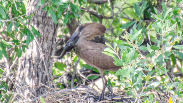Scopus umbretta. Builds a huge nest, could be 5' across Hamerkop, Scopus umbretta. Builds a huge nest, could be 5' across