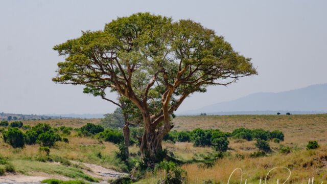 Ficus vasta, in the Sand River