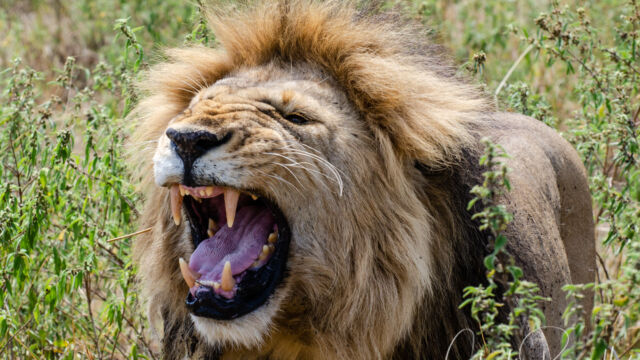 Panthera leo ssp. melanochaita. Mating pair. Black Rock pride. Grimacing is testing air with Jacobson's Organ, to see if female is ready to mate Southern Lion, Panthera leo ssp. melanochaita. Mating pair. Black Rock pride. Grimacing is testing air with Jacobson's Organ, to see if female is ready to mate