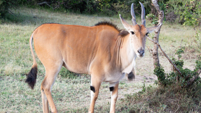 Tragelaphus oryx. Youngster, an orphan that was raised by the village Eland, Tragelaphus oryx. Youngster, an orphan that was raised by the village