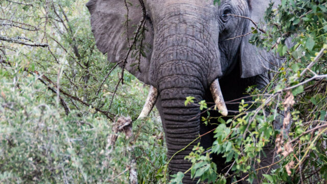Loxodonta africana. We didn't see as many elephants here as other places African Bush Elephant, Loxodonta africana.